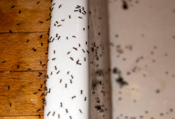 Flea Control Services in Lindstrom, MN