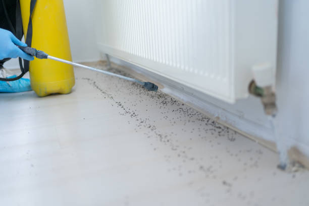 Best Mosquito Control Services  in Lindstrom, MN